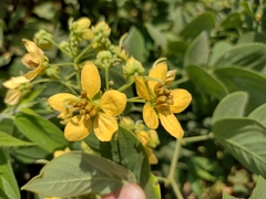 Senna macranthera