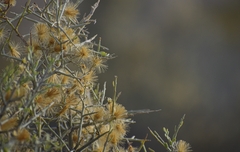 Cyclolepis genistoides