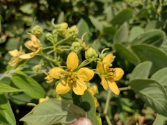 Senna macranthera
