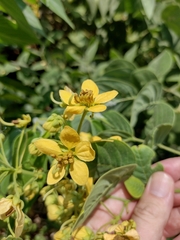 Senna macranthera