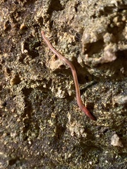 Oligochaeta