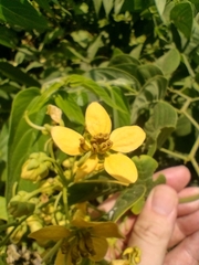 Senna macranthera