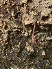 Oligochaeta