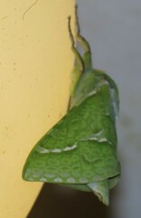 Aenetus virescens