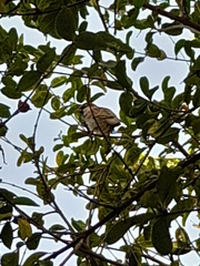 Passer hispaniolensis