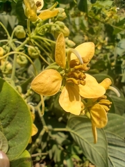Senna macranthera