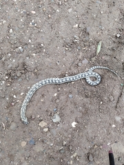 Zamenis scalaris