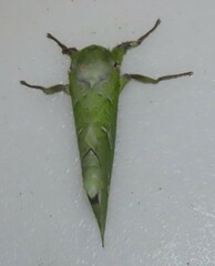 Aenetus virescens