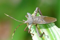 Prionolomia gigas