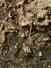 Oligochaeta