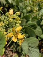 Senna macranthera