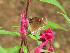 Euploea sylvester