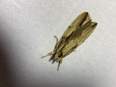 Ecnomodes sagittaria