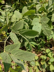 Senna macranthera