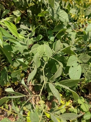 Senna macranthera
