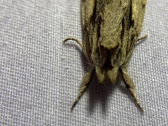 Ecnomodes sagittaria