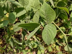 Senna macranthera