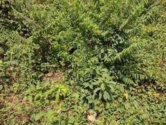 Senna macranthera