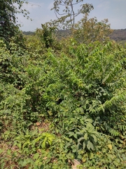 Senna macranthera