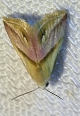 Eublemma cochylioides