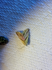 Eublemma cochylioides