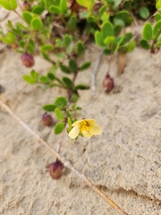 Roepera maritima