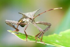 Prionolomia gigas
