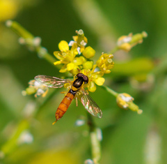 Sphaerophoria macrogaster