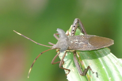 Prionolomia gigas