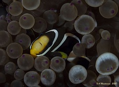 Amphiprion akindynos