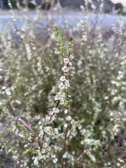 Salsola australis