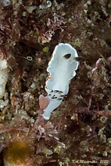 Glossodoris angasi