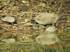 Melanochelys trijuga