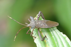Prionolomia gigas