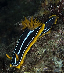 Chromodoris kuiteri