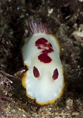 Goniobranchus splendidus