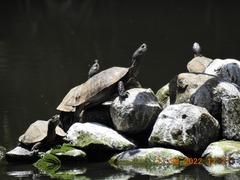 Melanochelys trijuga