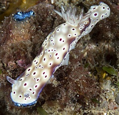 Hypselodoris tryoni