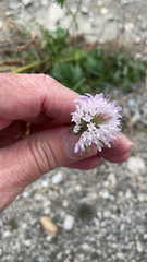 Sixalix atropurpurea