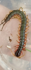 Scolopendridae