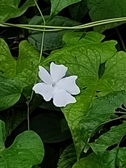 Thunbergia