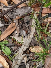 Nyssus albopunctatus