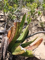 Gasteria acinacifolia