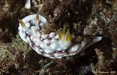 Goniobranchus geometricus