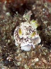 Goniobranchus geometricus