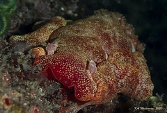 Hexabranchus sanguineus