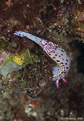Hypselodoris bennetti