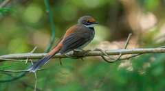 Rhipidura rufifrons