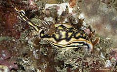 Hypselodoris jacksoni