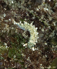 Thuridilla carlsoni